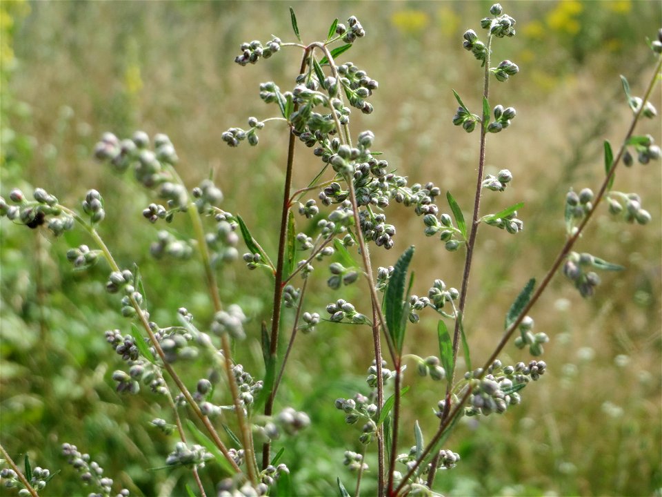 Beifuß (Artemisia vulgaris) in Hockenheim