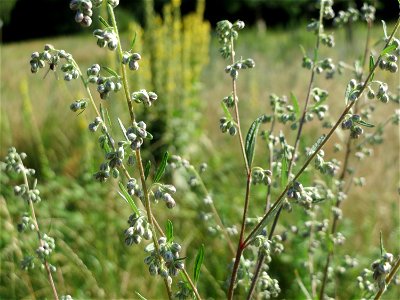 Beifuß (Artemisia vulgaris) in Hockenheim