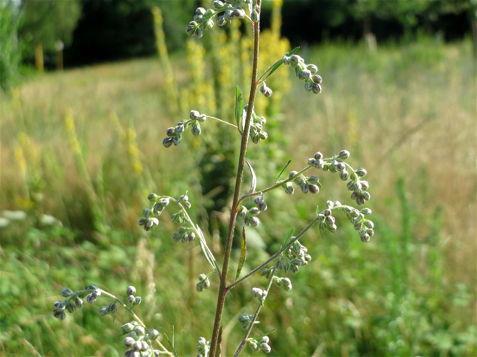 Beifuß (Artemisia vulgaris) in Hockenheim