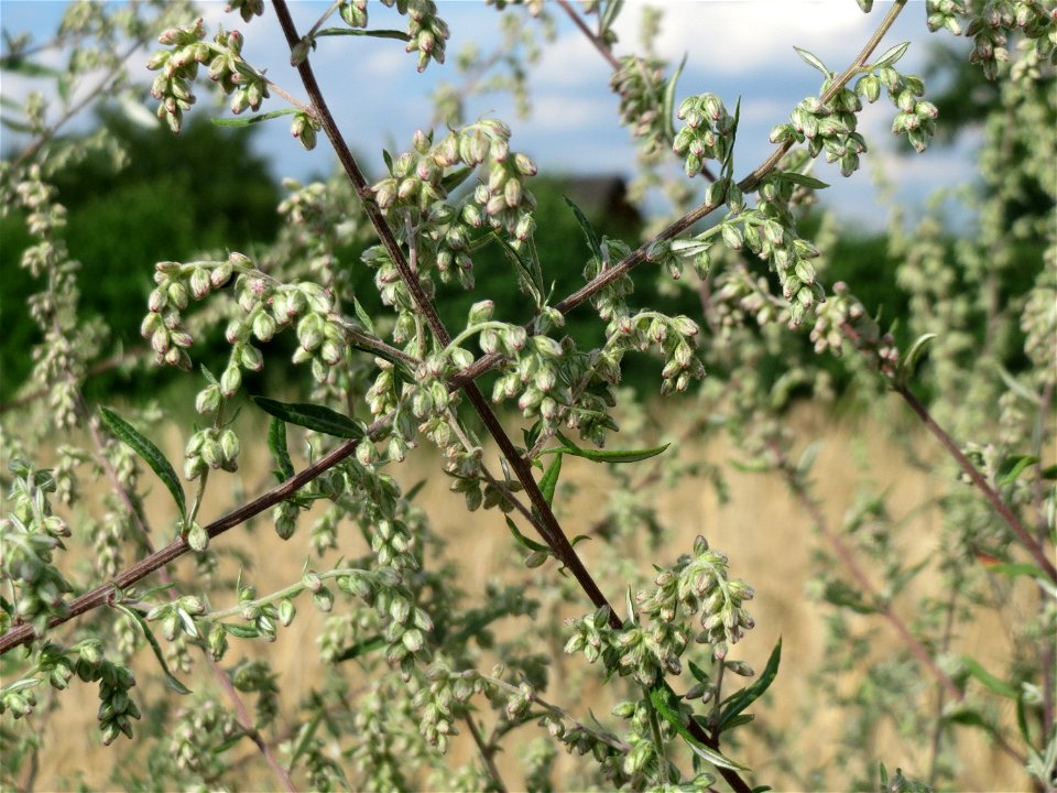 Beifuß (Artemisia vulgaris) in Hockenheim