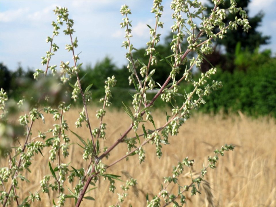 Beifuß (Artemisia vulgaris) in Hockenheim