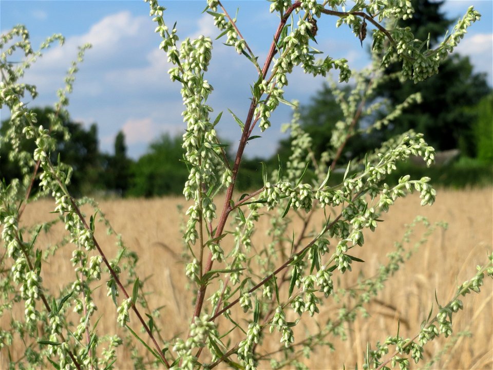 Beifuß (Artemisia vulgaris) in Hockenheim