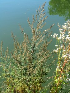 Beifuß (Artemisia vulgaris) am Staden in Saarbrücken