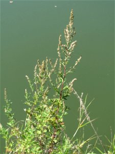 Beifuß (Artemisia vulgaris) am Staden in Saarbrücken photo