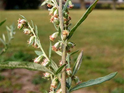 Beifuß (Artemisia vulgaris) am Staden in Saarbrücken - nach der Fällung einer Trauerbuche hat sich hier eine kleine Ruderalfläche ausgebildet