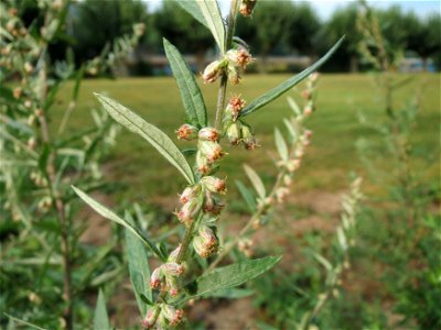 Beifuß (Artemisia vulgaris) am Staden in Saarbrücken - nach der Fällung einer Trauerbuche hat sich hier eine kleine Ruderalfläche ausgebildet