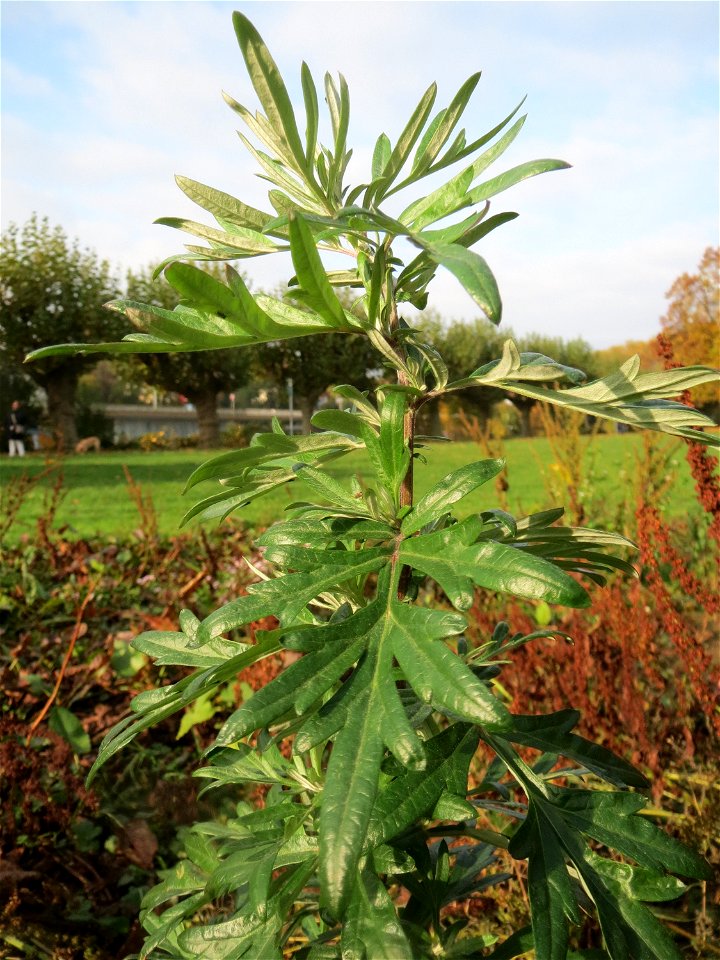 Beifuß (Artemisia vulgaris) am Staden in Saarbrücken - nach der Fällung einer Trauerbuche hat sich hier eine kleine Ruderalfläche ausgebildet. Ein weit verbreitetes Küchenkraut an Ruderalstellen.