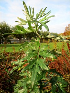 Beifuß (Artemisia vulgaris) am Staden in Saarbrücken - nach der Fällung einer Trauerbuche hat sich hier eine kleine Ruderalfläche ausgebildet. Ein weit verbreitetes Küchenkraut an Ruderalstellen.
