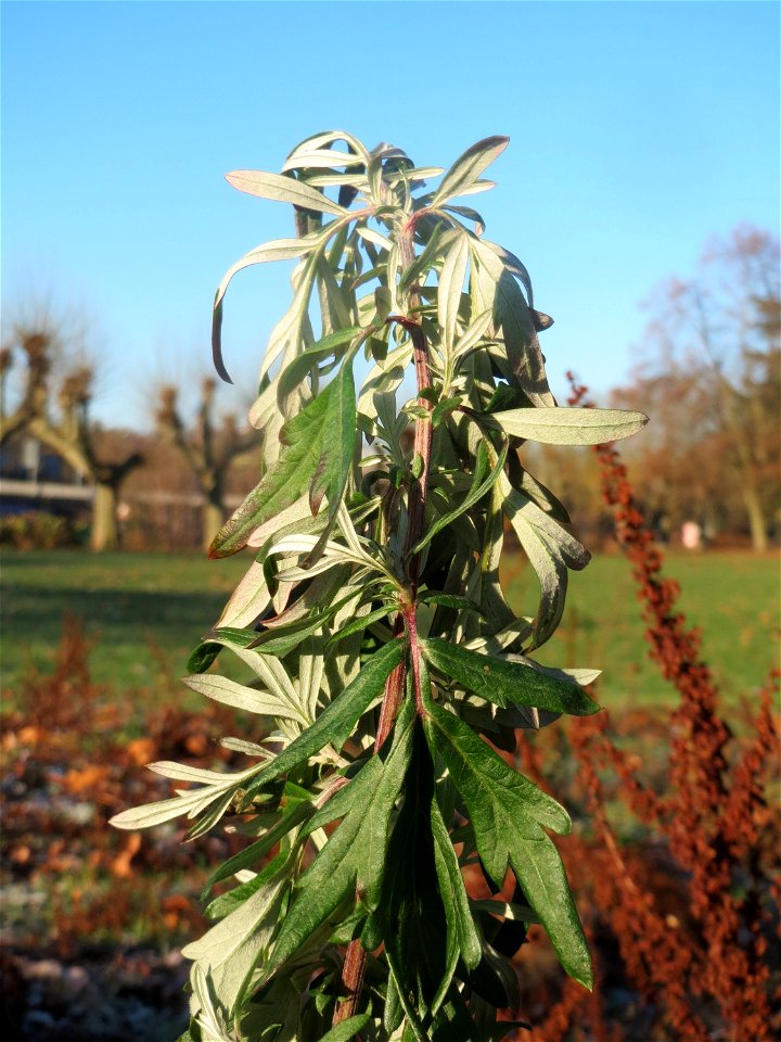 Beifuß (Artemisia vulgaris) am Staden in Saarbrücken - nach der Fällung einer Trauerbuche hat sich hier eine kleine Ruderalfläche ausgebildet. Ein weit verbreitetes Küchenkraut an Ruderalstellen.