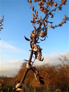 Beifuß (Artemisia vulgaris) in Hockenheim - häufiges Gewürzkraut am Ackerrand
