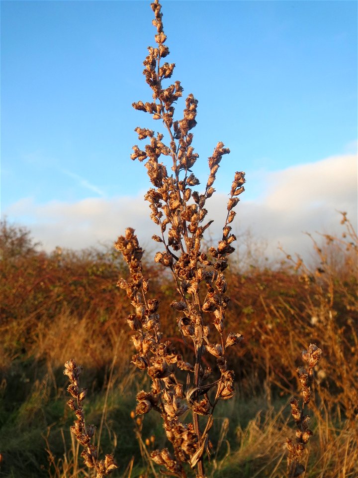 Beifuß (Artemisia vulgaris) in Hockenheim - häufiges Gewürzkraut am Ackerrand