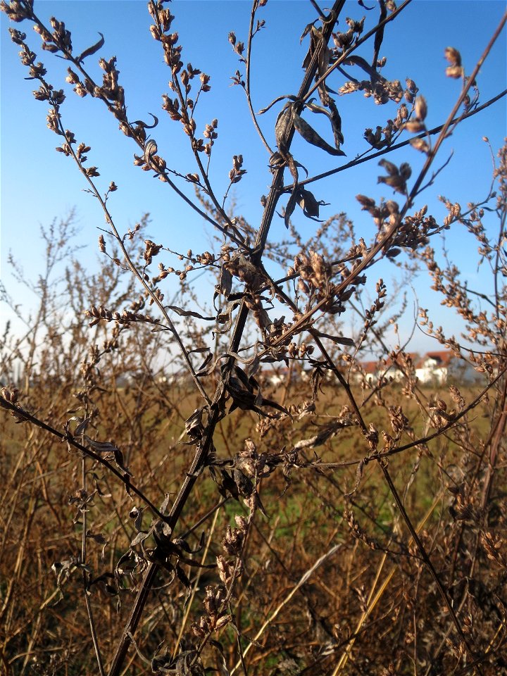 Typische Feldrandvegetation im Dezember: Beifuß (Artemisia vulgaris) bei Hockenheim