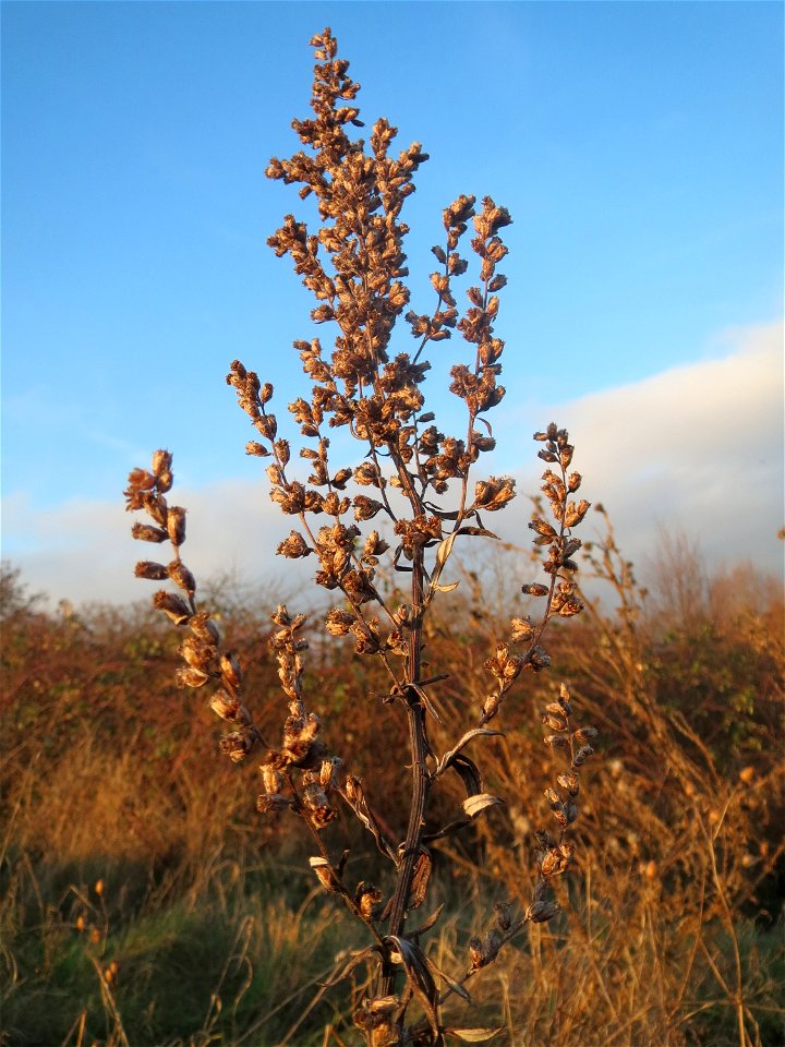 Beifuß (Artemisia vulgaris) in Hockenheim - häufiges Gewürzkraut am Ackerrand