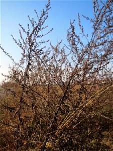 Typische Feldrandvegetation im Dezember: Beifuß (Artemisia vulgaris) bei Hockenheim