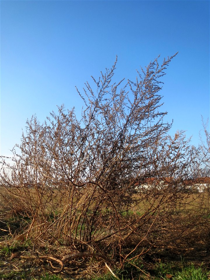 Typische Feldrandvegetation im Dezember: Beifuß (Artemisia vulgaris) bei Hockenheim