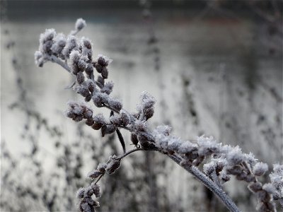 Beifuß (Artemisia vulgaris) am Staden in Saarbrücken