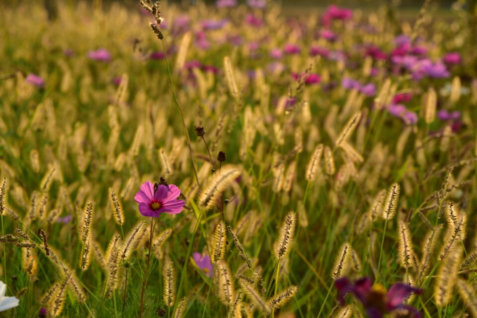 Garden bloom nature