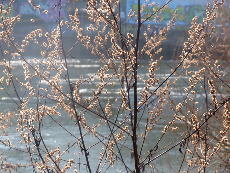 Beifuß (Artemisia vulgaris) an der Saar in Saarbrücken