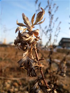 Beifuß (Artemisia vulgaris) in Hockenheim