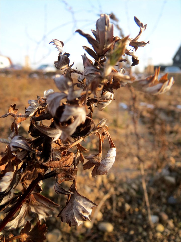 Beifuß (Artemisia vulgaris) in Hockenheim