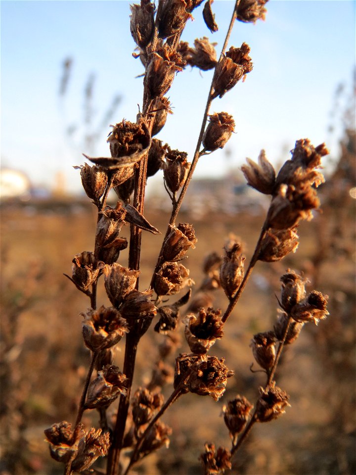 Beifuß (Artemisia vulgaris) in Hockenheim