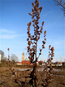 Beifuß (Artemisia vulgaris) in Hockenheim photo