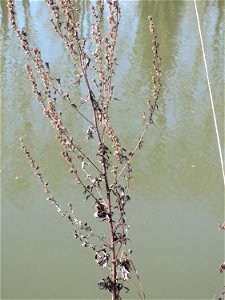Beifuß (Artemisia vulgaris) an der Saar in Saarbrücken
