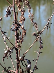 Beifuß (Artemisia vulgaris) an der Saar in Saarbrücken