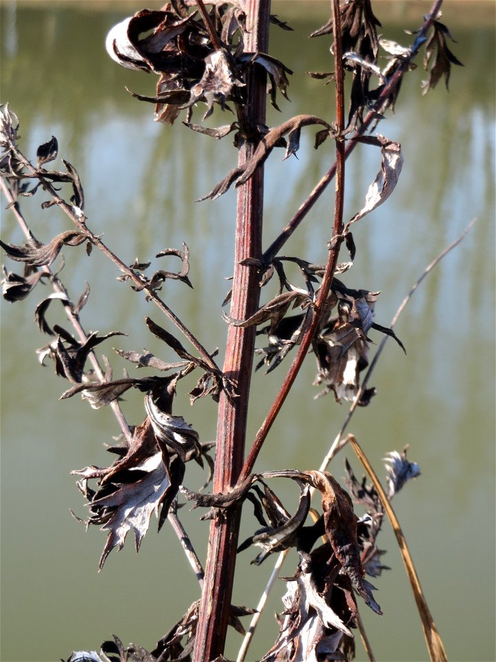 Beifuß (Artemisia vulgaris) an der Saar in Saarbrücken