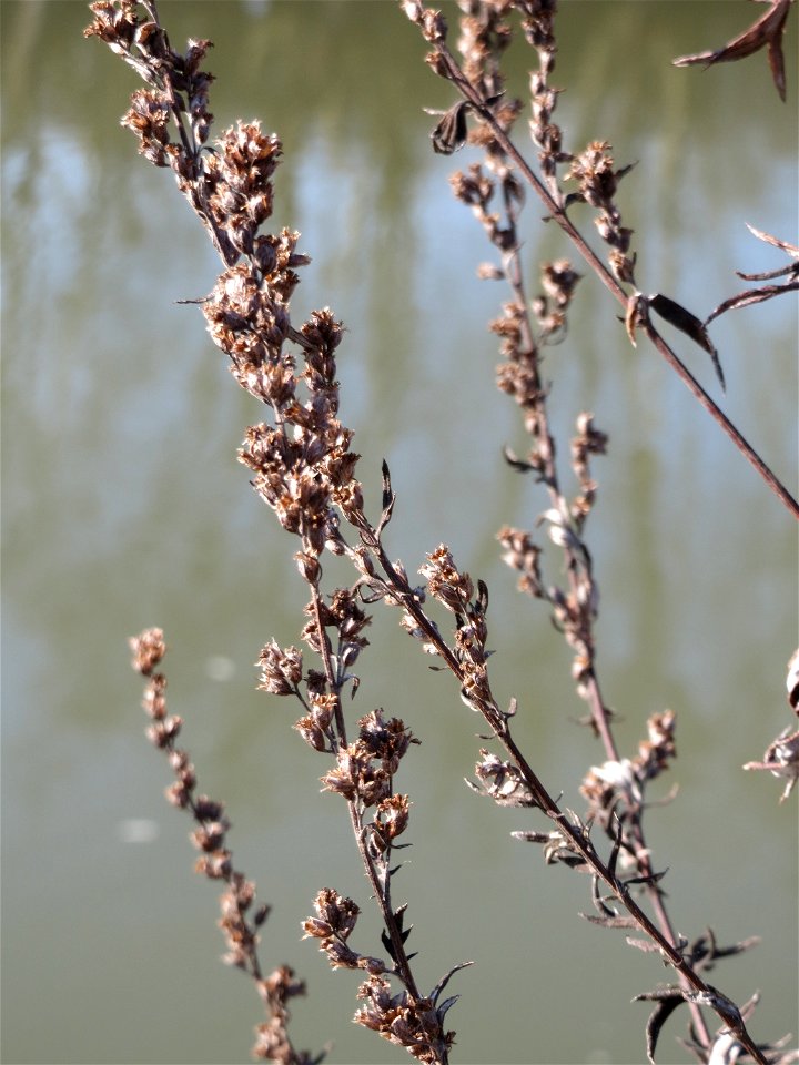 Beifuß (Artemisia vulgaris) an der Saar in Saarbrücken