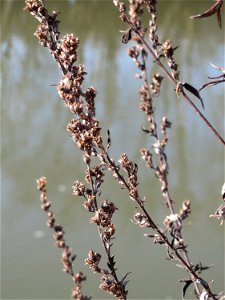 Beifuß (Artemisia vulgaris) an der Saar in Saarbrücken photo