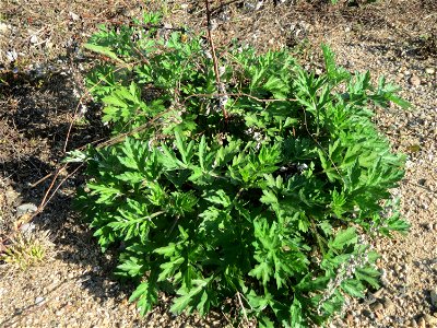 Die ersten Blätter vom Beifuß (Artemisia vulgaris) auf einer Brachfläche am Messplatz in Hockenheim