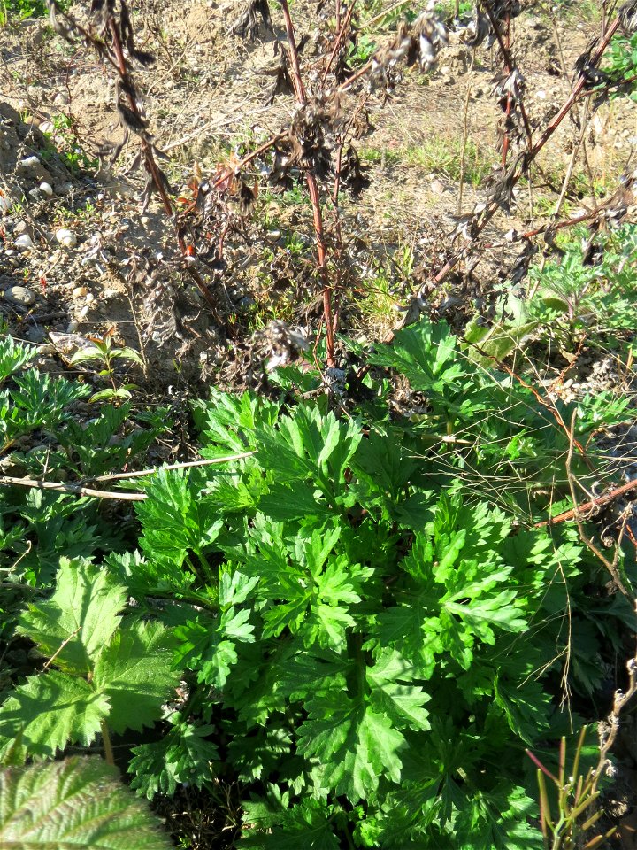 Die ersten Grundblätter vom Beifuß (Artemisia vulgaris) auf einer Brachfläche am Messplatz in Hockenheim