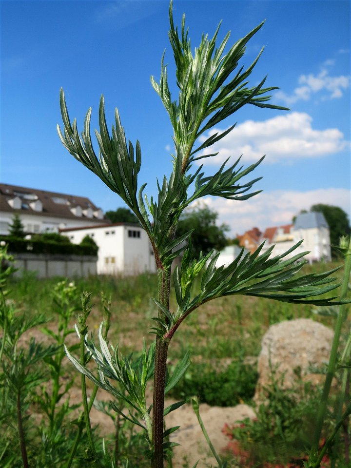 Beifuß (Artemisia vulgaris) auf einer Brachfläche am Messplatz in Hockenheim - diese Art ist weit verbreitet auf Brachflächen und am Feldrand