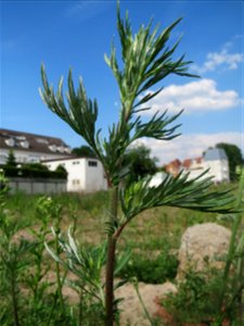 Beifuß (Artemisia vulgaris) auf einer Brachfläche am Messplatz in Hockenheim - diese Art ist weit verbreitet auf Brachflächen und am Feldrand