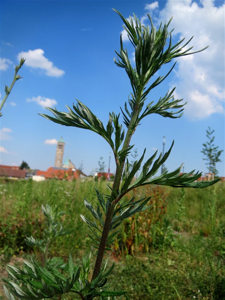 Beifuß (Artemisia vulgaris) auf einer Brachfläche am Messplatz in Hockenheim - diese Art ist weit verbreitet auf Brachflächen und am Feldrand
