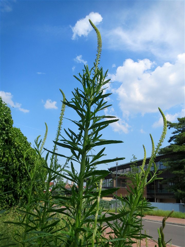 Beifuß (Artemisia vulgaris) auf einer Brachfläche am Messplatz in Hockenheim - diese Art ist weit verbreitet auf Brachflächen und am Feldrand - im Hintergrund Reseda