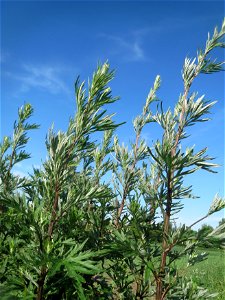 Beifuß (Artemisia vulgaris) im Landschaftsschutzgebiet „Hockenheimer Rheinbogen“