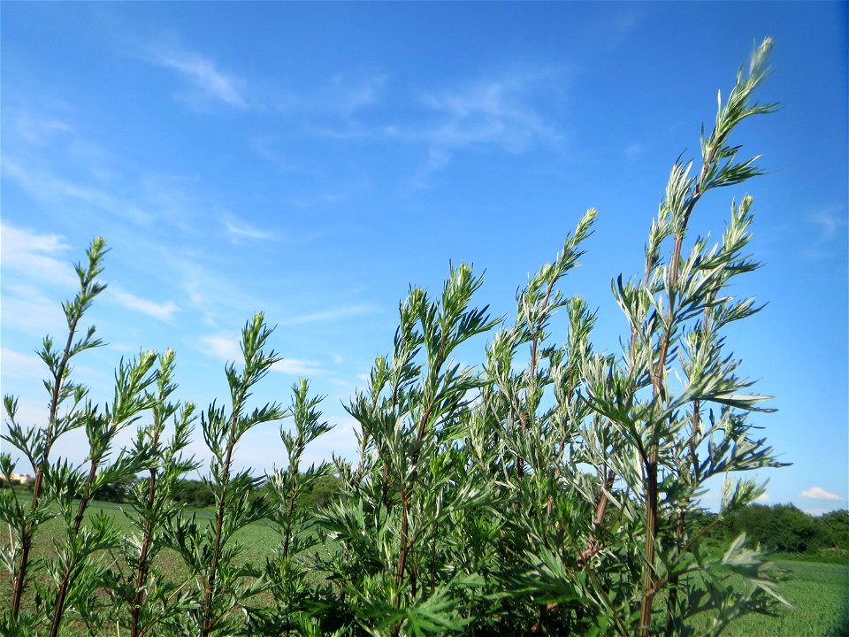 Beifuß (Artemisia vulgaris) im Landschaftsschutzgebiet „Hockenheimer Rheinbogen“