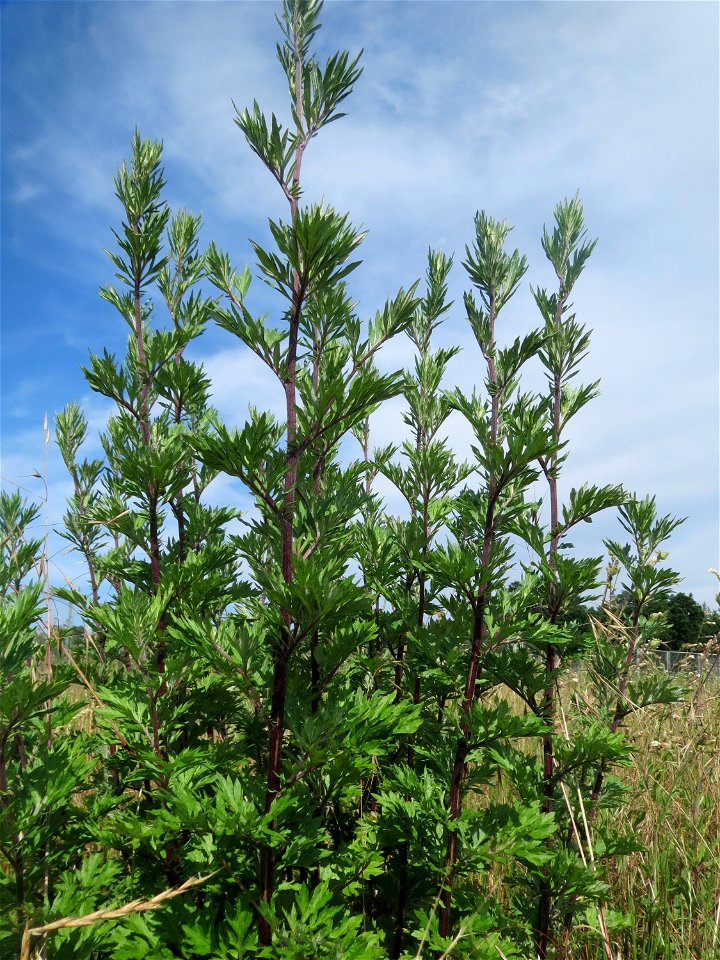 Beifuß (Artemisia vulgaris) auf einer Brachfläche zum Schutz der Haubenlerche beim Dänischen Lager bei Hockenheim