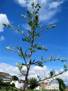 Beifuß (Artemisia vulgaris) auf einer Brachfläche am Messplatz in Hockenheim