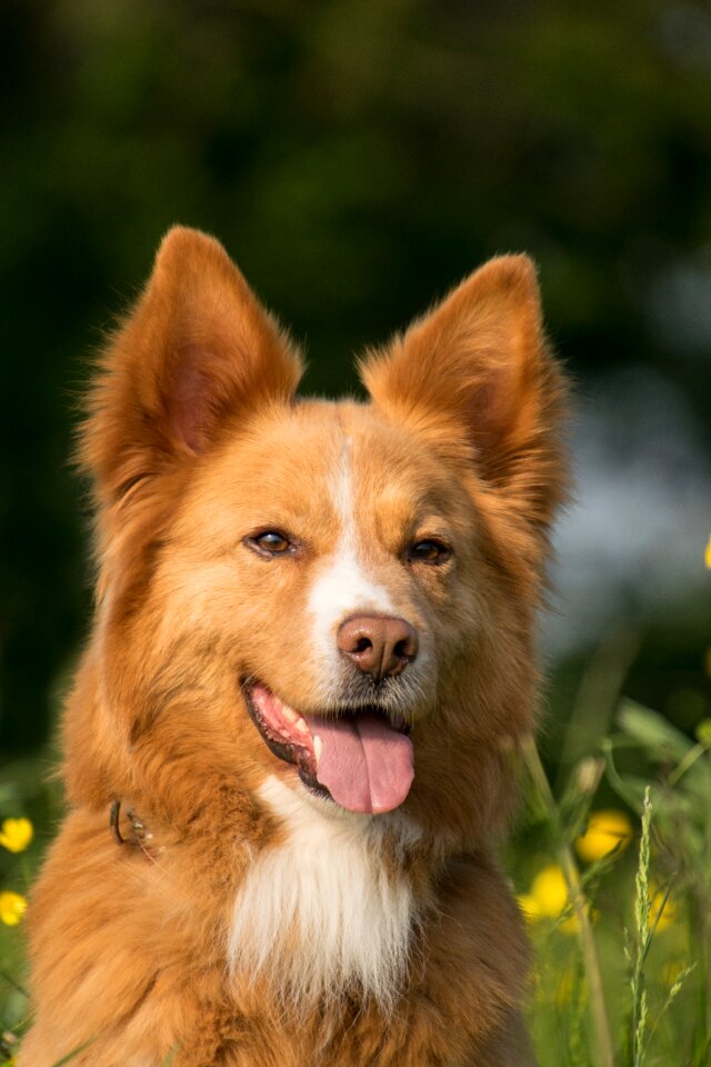 Tongue animal meadow