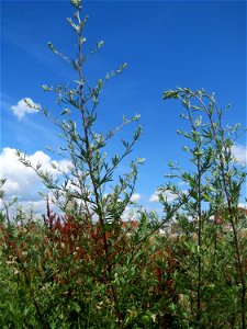 Beifuß (Artemisia vulgaris) auf einer Brachfläche am Messplatz in Hockenheim