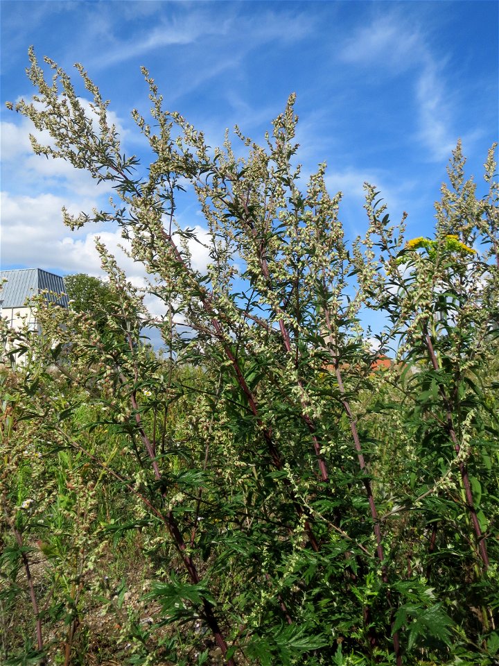 Beifuß (Artemisia vulgaris) auf einer Brachfläche am Messplatz in Hockenheim