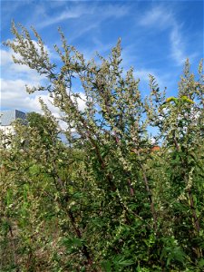 Beifuß (Artemisia vulgaris) auf einer Brachfläche am Messplatz in Hockenheim photo