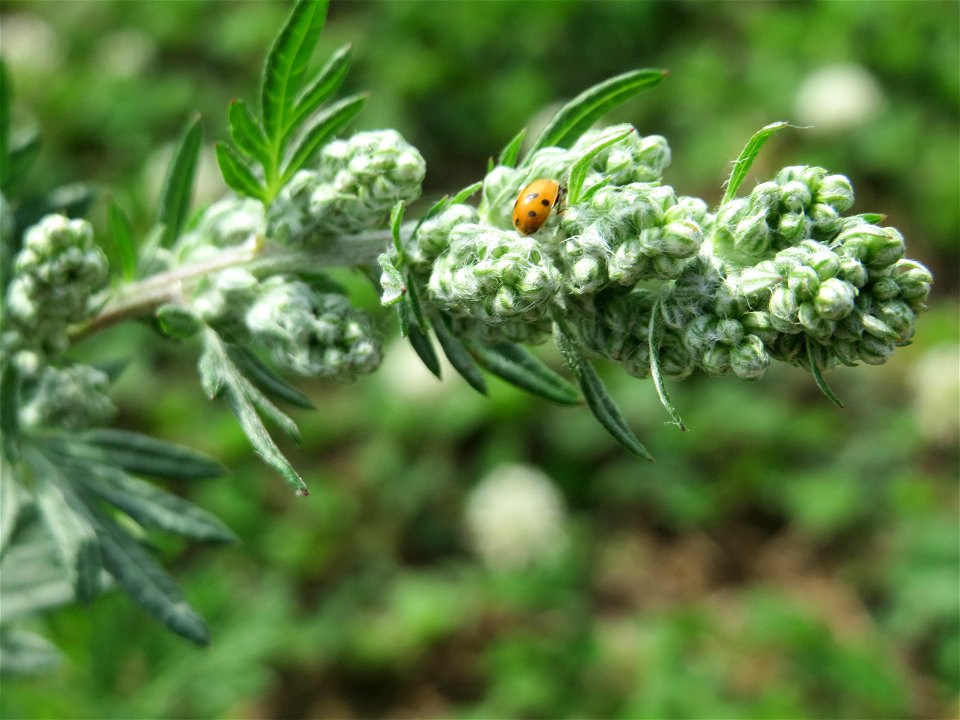 Beifuß (Artemisia vulgaris) auf einer halboffenen Sand-Brachfläche bei Hockenheim