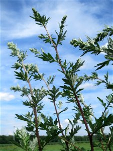 Beifuß (Artemisia vulgaris) auf einer halboffenen Sand-Brachfläche bei Hockenheim