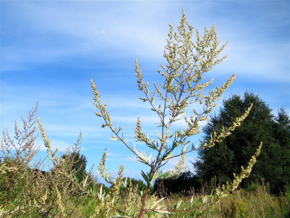 Beifuß (Artemisia vulgaris) in den Sankt Arnual Wiesen gegenüber vom Osthafen Saarbrücken (Außerhalb vom NSG)