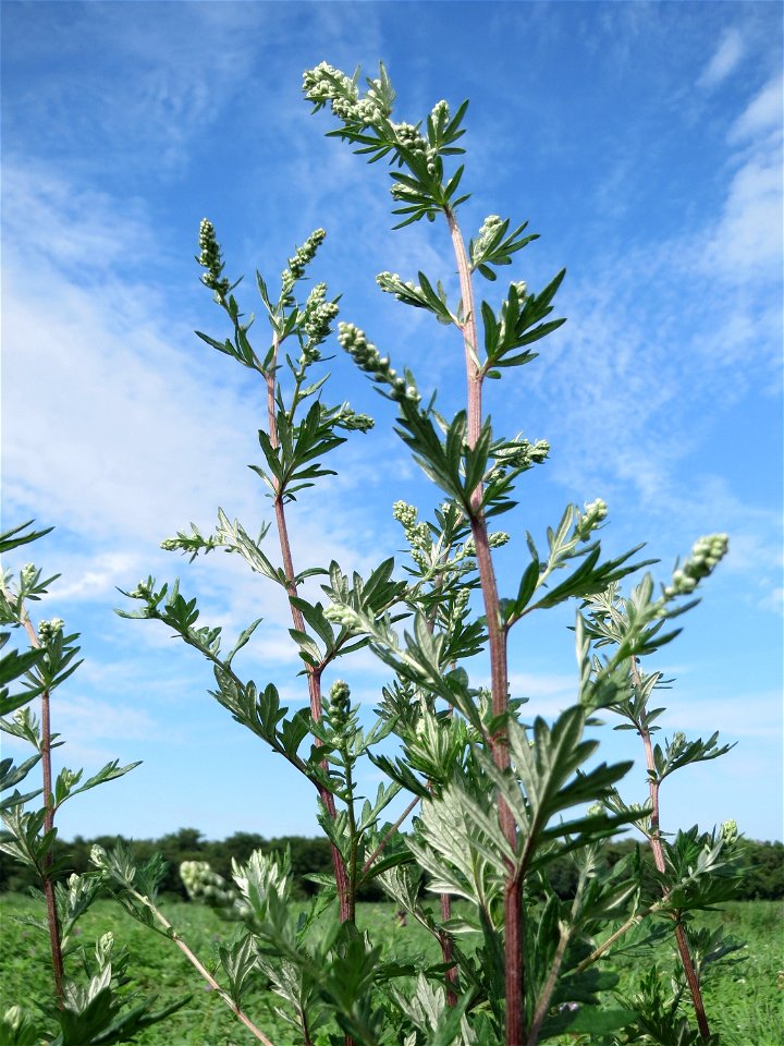 Beifuß (Artemisia vulgaris) auf einer halboffenen Sand-Brachfläche bei Hockenheim