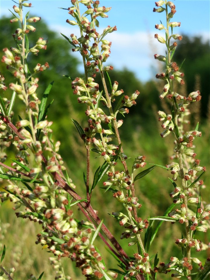 Beifuß (Artemisia vulgaris) in den Sankt Arnual Wiesen gegenüber vom Osthafen Saarbrücken (Außerhalb vom NSG)